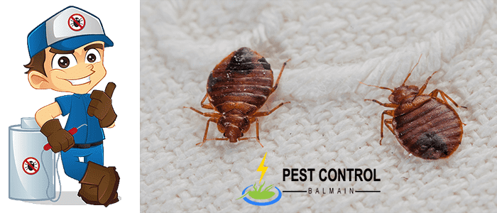 Bed Bug Control Balmain