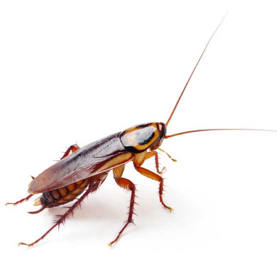 Expert Cockroach Control Balmain