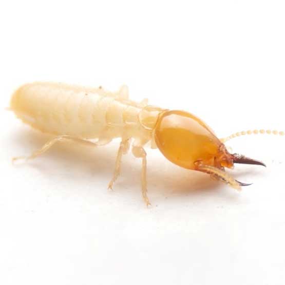 Termite Control Experts Balmain